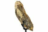 Dinosaur (Triceratops) Frill Shield Section w/ Stand - South Dakota #378594-6